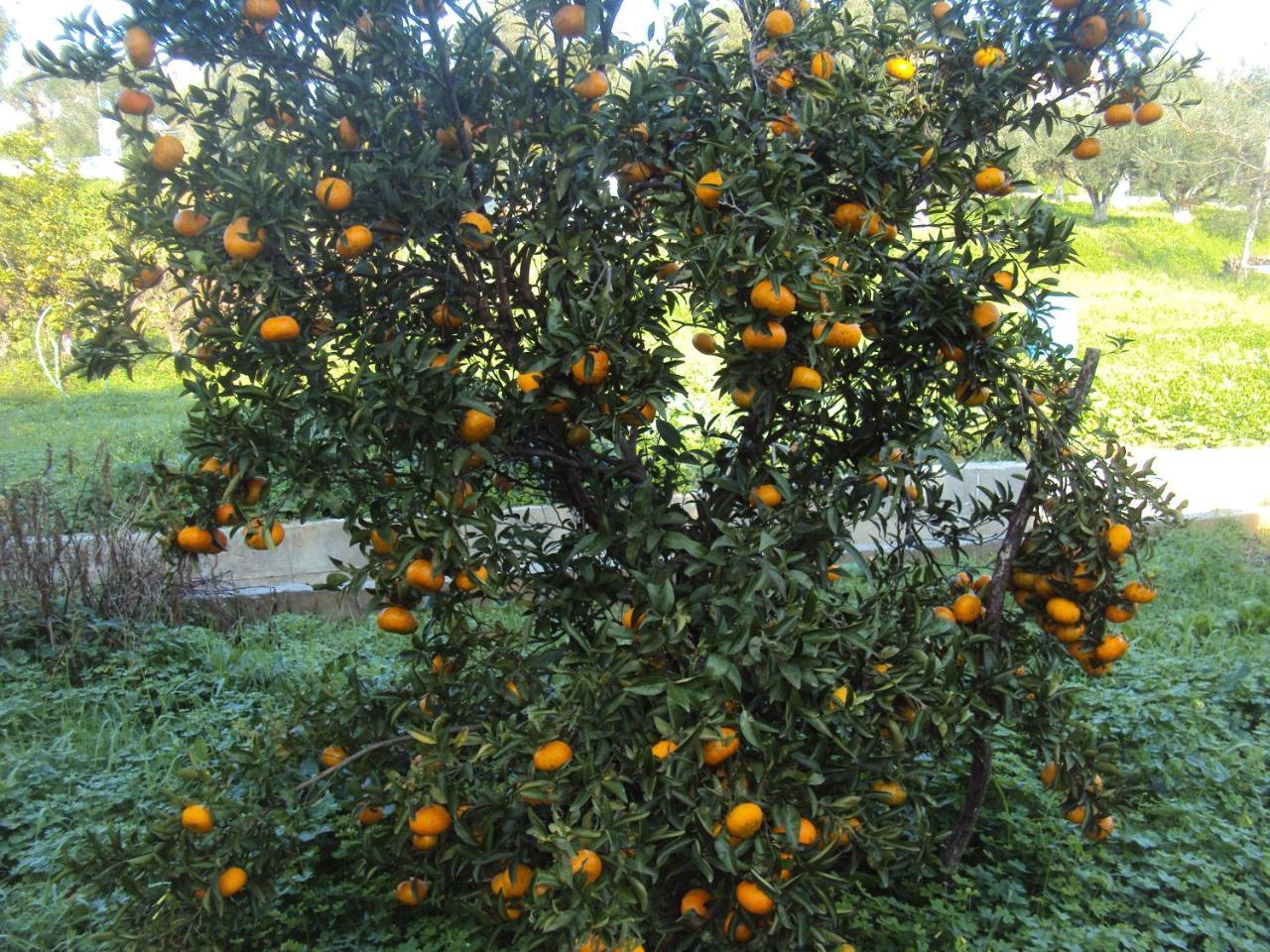 Appartamento Nostos Koróni