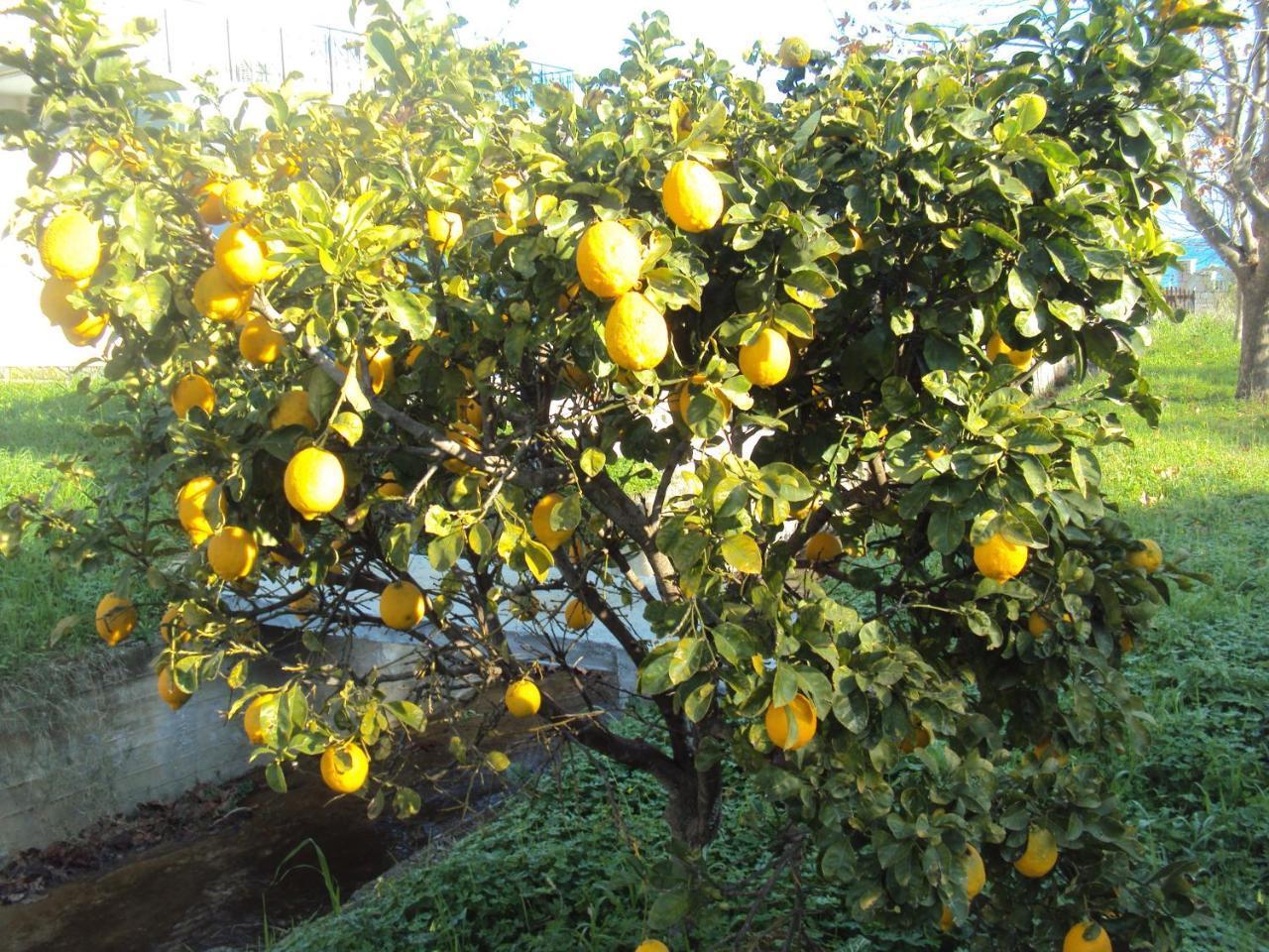 Nostos Koroni (Messinia)