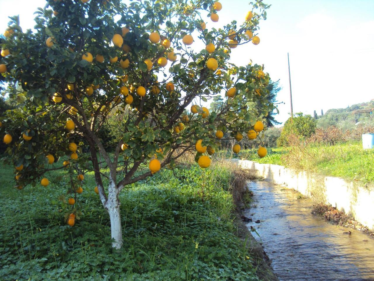 Nostos Koróni